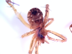 Enoplognatha ovata