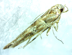 Anatrachyntis rileyi