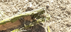Phiale roburifoliata