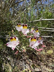 Alstroemeria pulchra