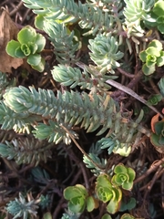 Petrosedum