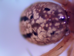 Enoplognatha ovata