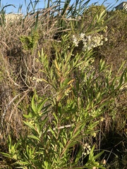 Gomphocarpus