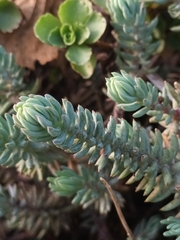 Petrosedum