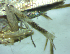 Anatrachyntis rileyi