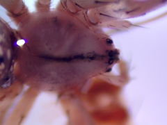 Enoplognatha ovata