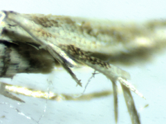 Anatrachyntis rileyi