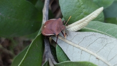 Basicryptus costalis