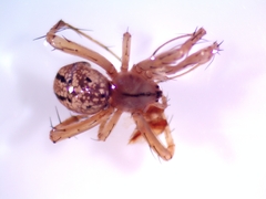 Enoplognatha ovata