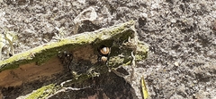 Phiale roburifoliata