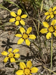 Sisyrinchium graminifolium