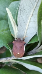 Basicryptus costalis