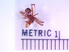 Enoplognatha ovata