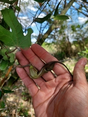 Aristolochia macroura
