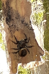 Phiale roburifoliata