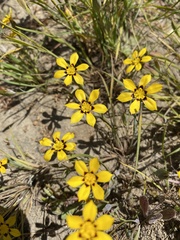 Sisyrinchium graminifolium