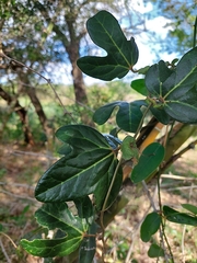 Aristolochia macroura