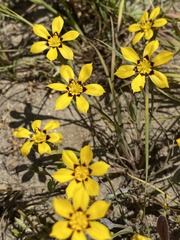 Sisyrinchium graminifolium