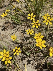Sisyrinchium graminifolium