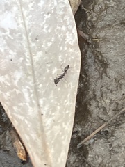 Odontomachus haematodus