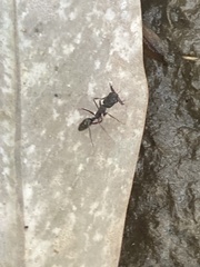 Odontomachus haematodus