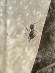 Odontomachus haematodus