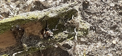 Phiale roburifoliata