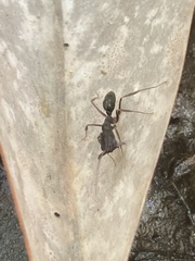 Odontomachus haematodus