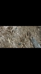Tamiasciurus hudsonicus