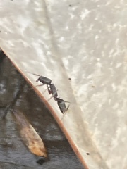Odontomachus haematodus