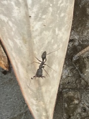 Odontomachus haematodus