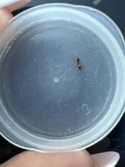 Lasius
