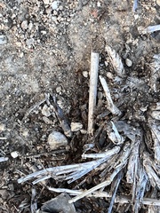 Tenuirostritermes