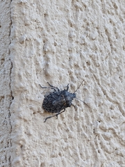 Brochymena quadripustulata