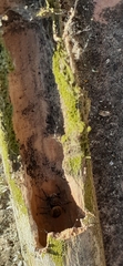 Phiale roburifoliata