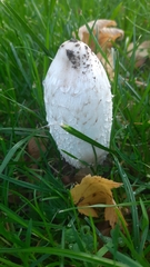 Coprinus comatus