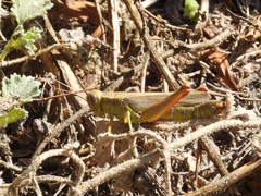 Melanoplus yarrowii