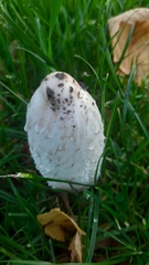 Coprinus comatus