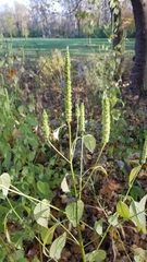 Agastache nepetoides