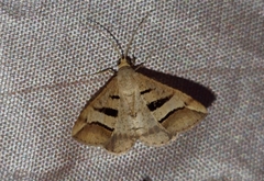 Chiasmia subcurvaria