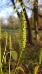 Agastache nepetoides