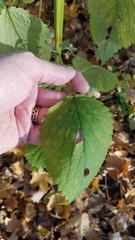 Agastache nepetoides