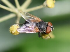 Phasia aurigera