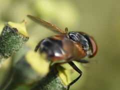 Phasia aurigera
