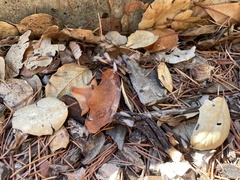 Reticulitermes hesperus