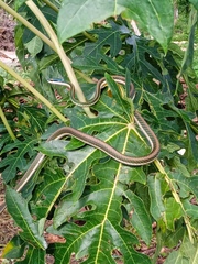 Leptophis mexicanus
