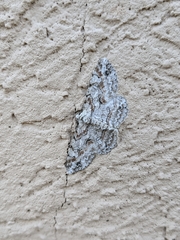 Iridopsis defectaria