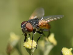 Phasia aurigera