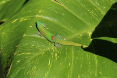 Phelsuma laticauda laticauda