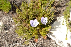 Roella ciliata